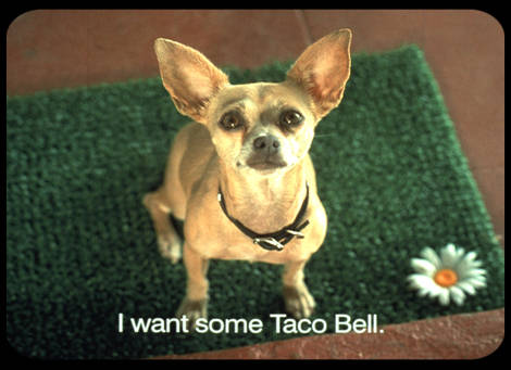 taco bell dogs name
